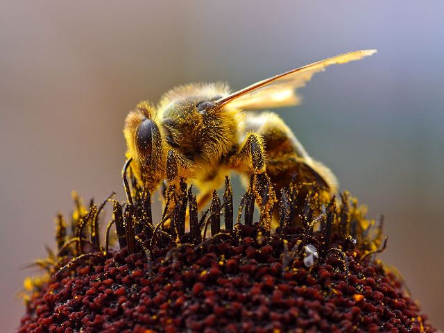 Σώστε τις μέλισσες - Media