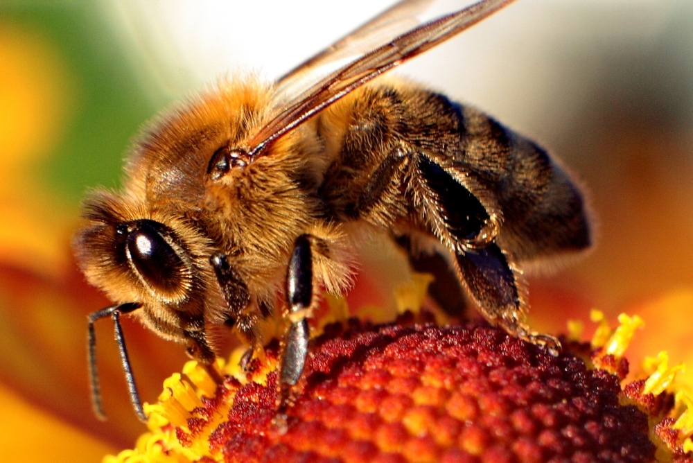 Έρευνα σοκ για τις μέλισσες - Media