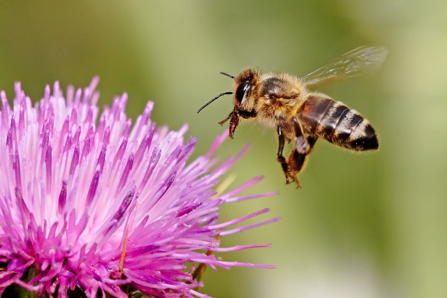 Με τη Bayer ή με τις μέλισσες; - Media