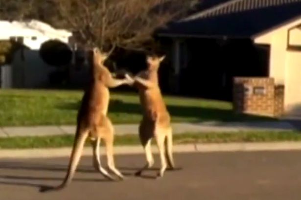Viral: Μαθήματα μποξ από καγκουρό σε δρόμο της Αυστραλίας (Video) - Media