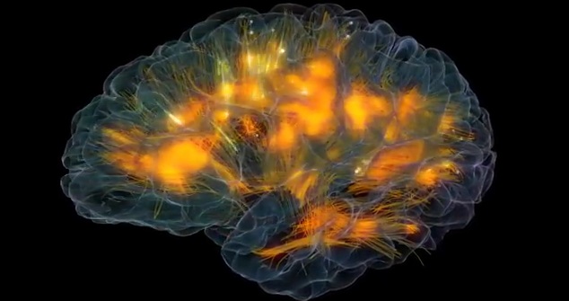 Δείτε πως λειτουργεί ο εγκέφαλος μας σε ένα τρισδιάστατο επιστημονικό βίντεο - Media