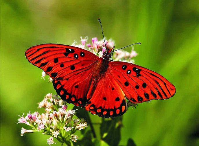 Πάνε και οι πεταλούδες… - Media