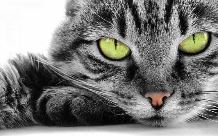 Για πρώτη φορά γάτες μετέδωσαν φυματίωση σε άνθρωπο - Media