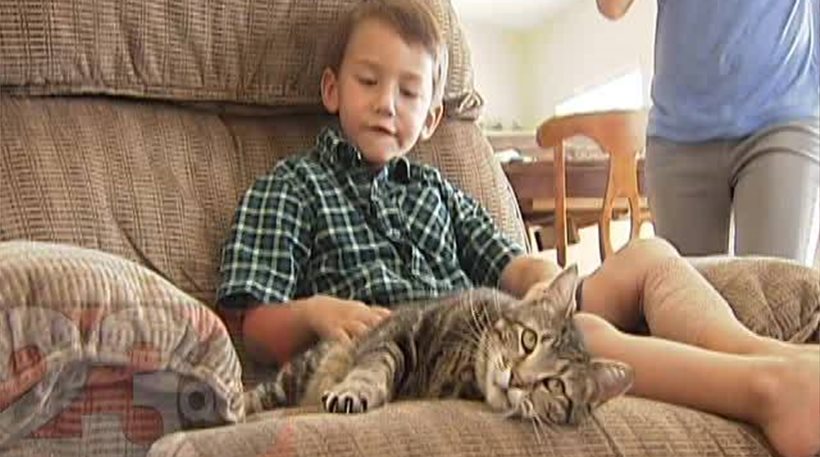 Τιμήθηκε η γάτα που έσωσε 4χρονο παιδί από επίθεση σκύλου! - Media