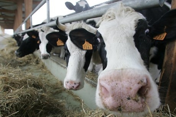 «Αέρια» αγελάδων προκάλεσαν έκρηξη σε φάρμα - Media