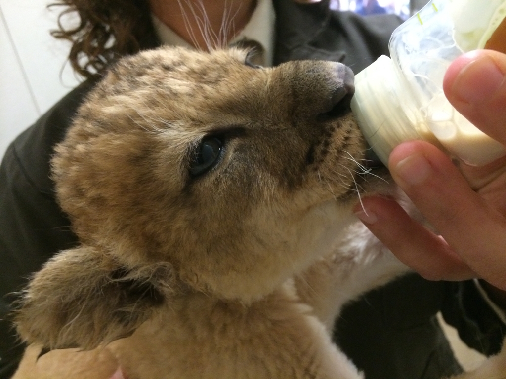 Πλούσια Ρωσίδα επιχείρησε να αγοράσει λιοντάρι για κατοικίδιο - Media