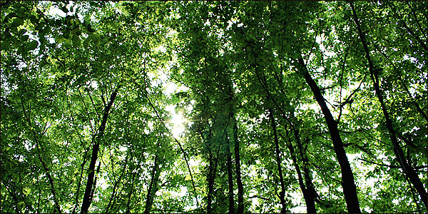 Νόμος- έκτρωμα ξεπατώνει τα δάση - Media