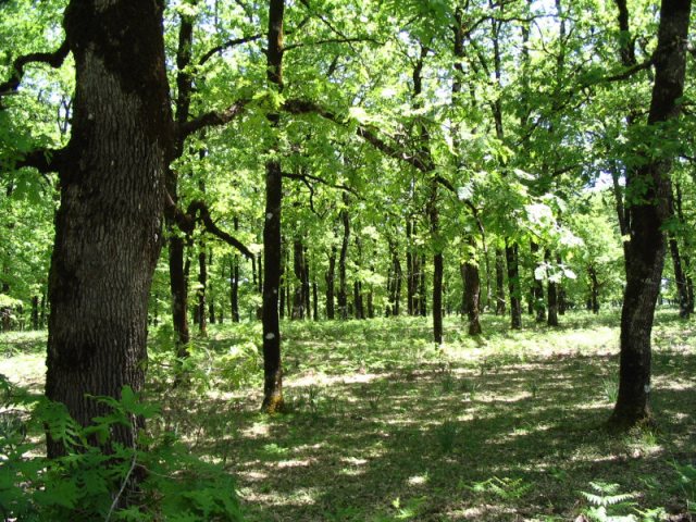 Χαρίζεται όπως είναι, δασωμένο…
 - Media