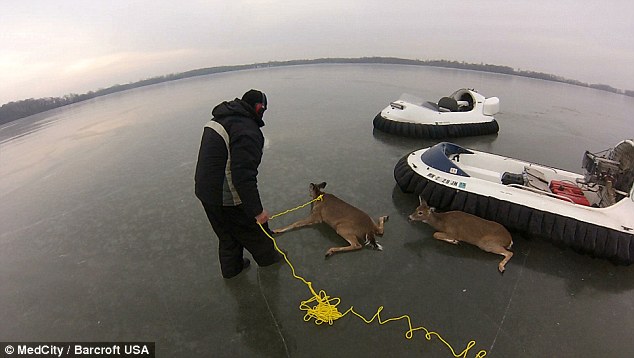 Έσωσαν τα ελαφάκια από την παγωμένη λίμνη (Video) - Media