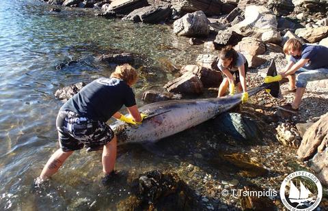 Νεκρό δελφίνι στη Σάμο – Έπαθε ασφυξία καταπίνοντας πλαστικό - Media