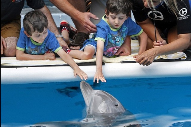 Η εκπληκτική ιστορία των σιαμαίων και του ανάπηρου δελφινιού - Media