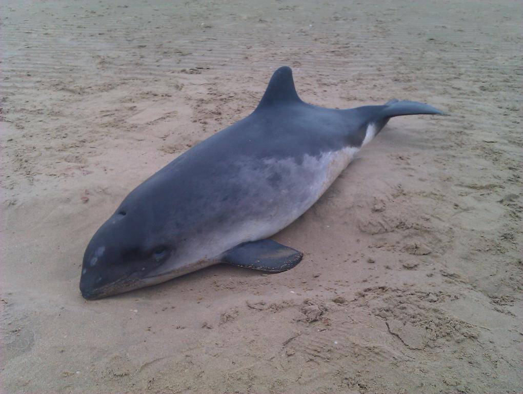 Νεκρό δελφίνι στην παραλία Κυλλήνης - Media