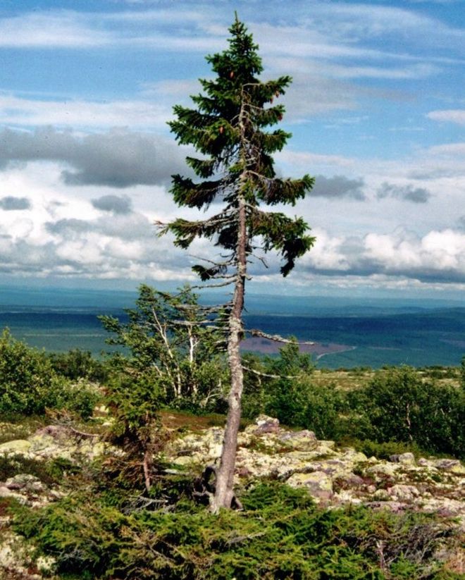 Ανακαλύφθηκε το αρχαιότερο δέντρο στον κόσμο - Media