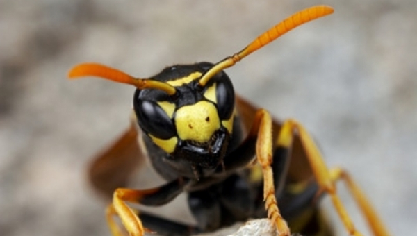 Τι πρέπει να κάνετε εάν σας τσιμπήσει σφήκα, μέλισσα ή σκορπιός - Media