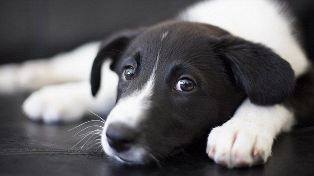 Παρέμβαση Αρείου Πάγου κατά της κακοποίησης των ζώων - Media