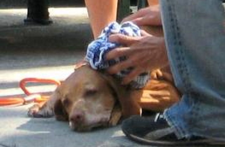 Κλείδωσαν δύο σκυλιά σε αυτοκίνητο και τα άφησαν να πάθουν θερμοπληξία! - Media