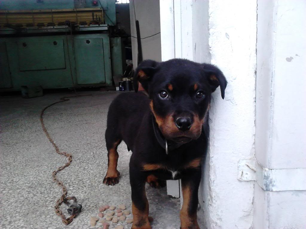 «Καταπέλτης» το δικαστήριο επειδή σκότωσε με λοστό το σκυλί του! - Media