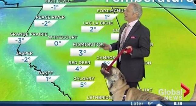 Σκύλος κάνει ένα δελτίο καιρού… άνω κάτω! (Video) - Media