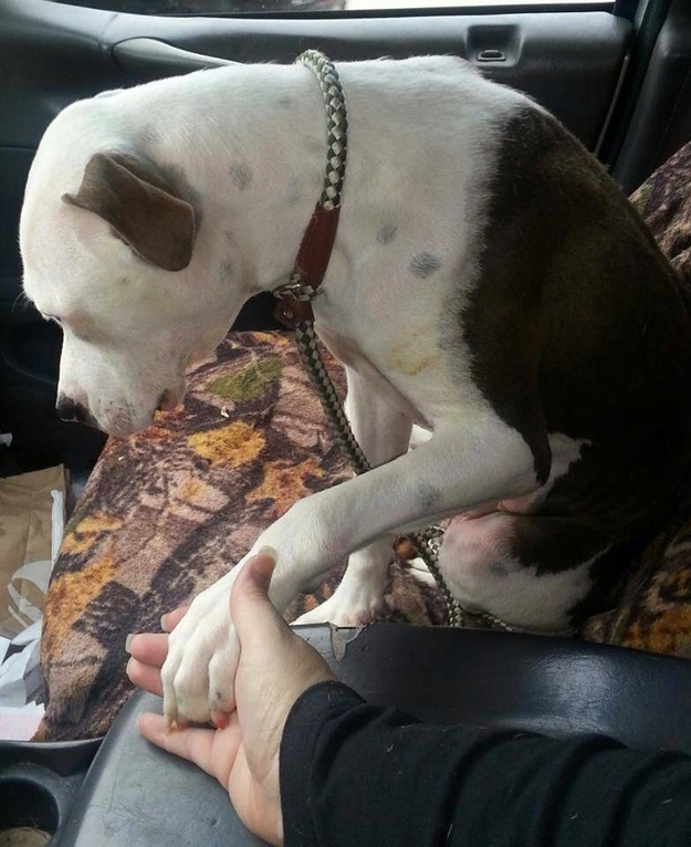 18 σκυλιά από καταφύγιο πηγαίνουν για πρώτη φορά στο νέο τους σπίτι… - Media