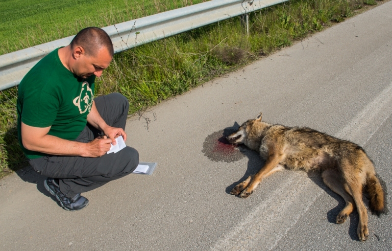 Νεκρός λύκος σε τροχαίο - Media