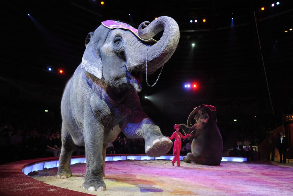 «Η κυβέρνηση επαναφέρει τις παραστάσεις με ζώα» - Media