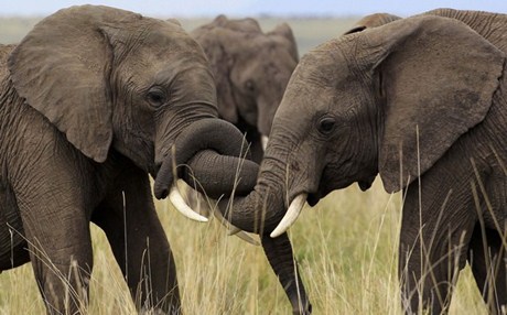Οι ελέφαντες πίνουν βότκα! - Media