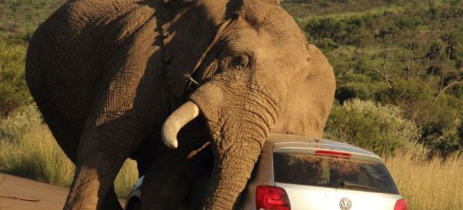 Ελέφαντας είχε φαγούρα και είπε να ξυστεί σε αμάξι - Media