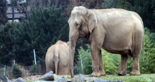 Η Μπριζίτ Μπαρντό θέλει ρωσική υπηκοότητα για να σώσει δύο ελέφαντες - Media