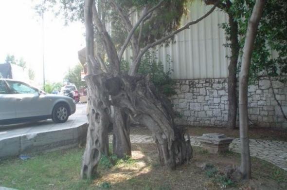 «Νεκρό κορμό» αφαίρεσαν τελικά από την «Ελιά του Πλάτωνα» - Media