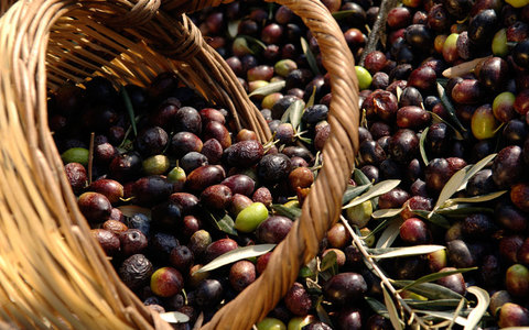 Μορφή επιδημίας λαμβάνει η κλοπή ελιάς και λαδιού - Media
