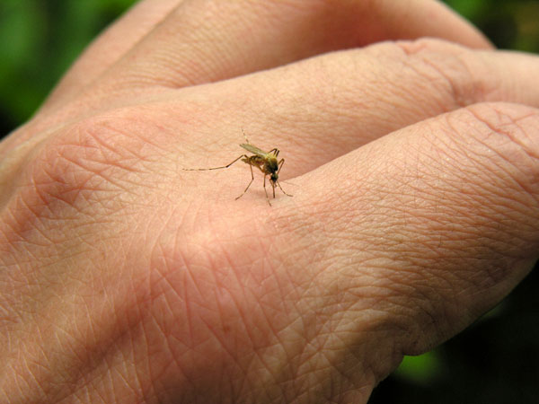 H ελονοσία «σκαρφαλώνει» σε ολοένα μεγαλύτερα υψόμετρα - Media