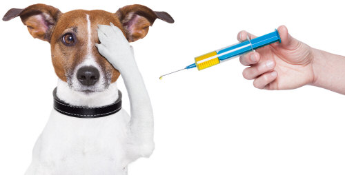 Γιατί πρέπει να εμβολιάζουμε τα ζωάκια μας; - Media