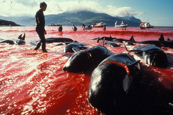 Οικολογική οργάνωση έσωσε 750 φάλαινες από φαλαινοθήρες - Media