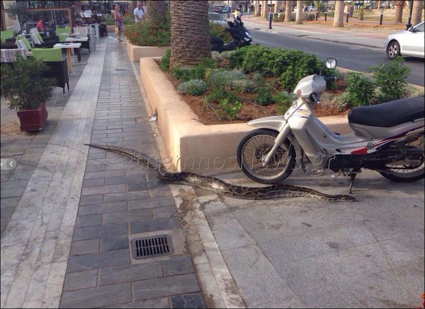 Βρέθηκε πύθωνας στο Ρέθυμνο (Video) - Media