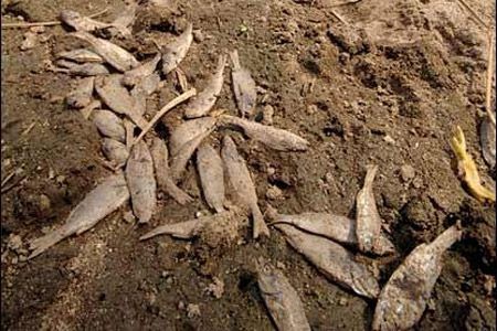 Στη Σρι Λάνκα έβρεξε… ψάρια! (Video) - Media