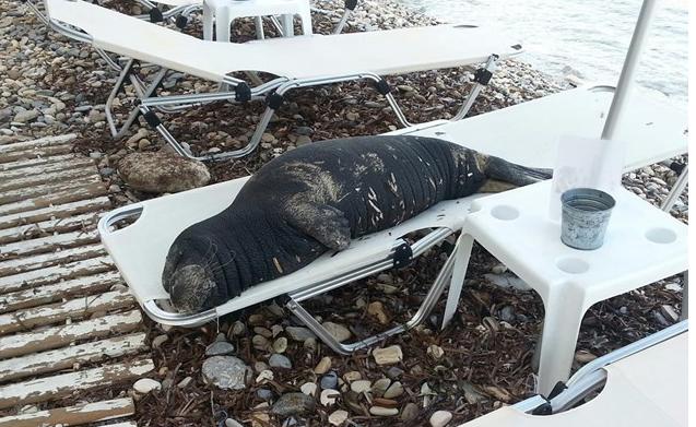 Η φώκια της Σάμου απολαμβάνει τον ήλιο σε ξαπλώστρα - Media