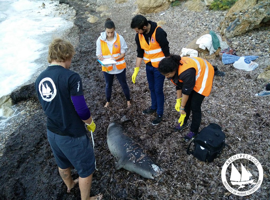 Σάμος: Εξόντωσαν με δυναμίτη σπάνια μεσογειακή φώκια (Photos) - Media