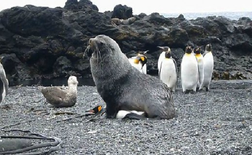 Φώκιες στην Ανταρκτική… βιάζουν τους αυτοκρατορικούς πιγκουίνους! (Video) - Media