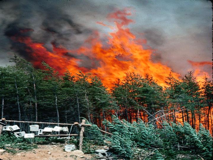 Κατασβέστηκε η φωτιά στη Θάσο - Media