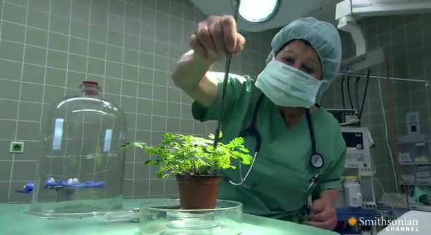 Μπορούν να νιώσουν πόνο τα φυτά; - Ένα απίστευτο βίντεο - Media