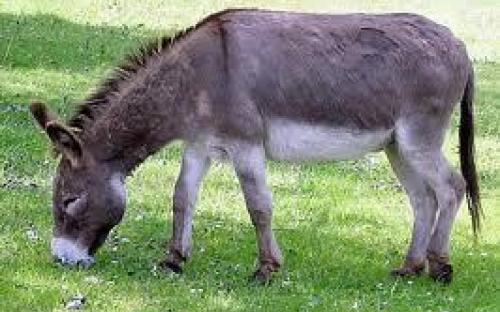 Καταγγελία στη Ρόδο πως πωλείται γαϊδουρινό κρέας για βοδινό! - Media