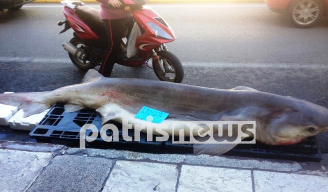 Γαλέο 3,2 μέτρων και 310 κιλών ψάρεψαν στον Πύργο! - Media