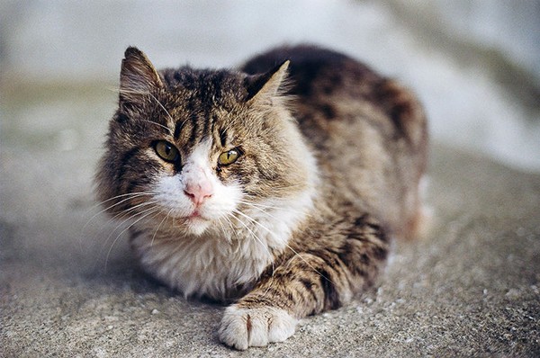 Γάτα έκανε «δώρο» στην ιδιοκτήτριά της… σακουλάκι με χασίς! - Media