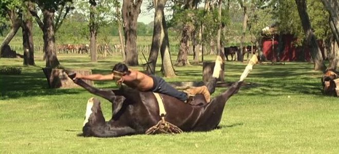 Και τα άλογα κάνουν γιόγκα (Video) - Media