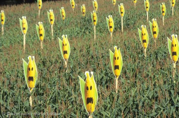 Μεταλλαγμένο καλαμπόκι α λα Μπαρόζο - Media