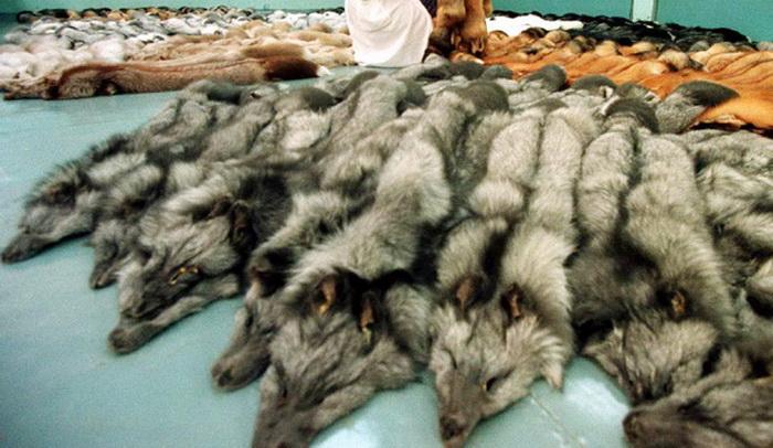 Η κυβέρνηση κατήργησε έναν φόρο! Τον φόρο πολυτελείας στις γούνες! - Media