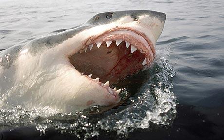 Στα σαγόνια του καρχαρία… (Βίντεο) - Media