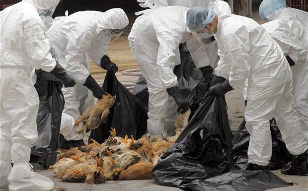 Κρούσματα γρίπης των πτηνών εντοπίστηκαν και στη Βρετανία - Media