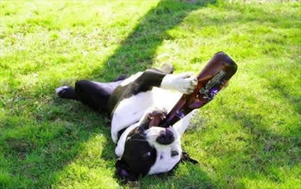 Αυτά τα σκυλιά ξέρουν να διασκεδάζουν (Videos) - Media