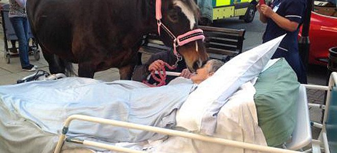 Η τελευταία επιθυμία ετοιμοθάνατης ηλικιωμένης, να αποχαιρετήσει το αγαπημένο της άλογο (Photo) - Media